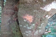 Elaeocarpus variabilis